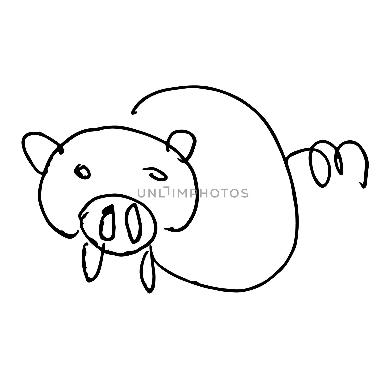freehand sketch illustration of pig doodle hand drawn in kid style