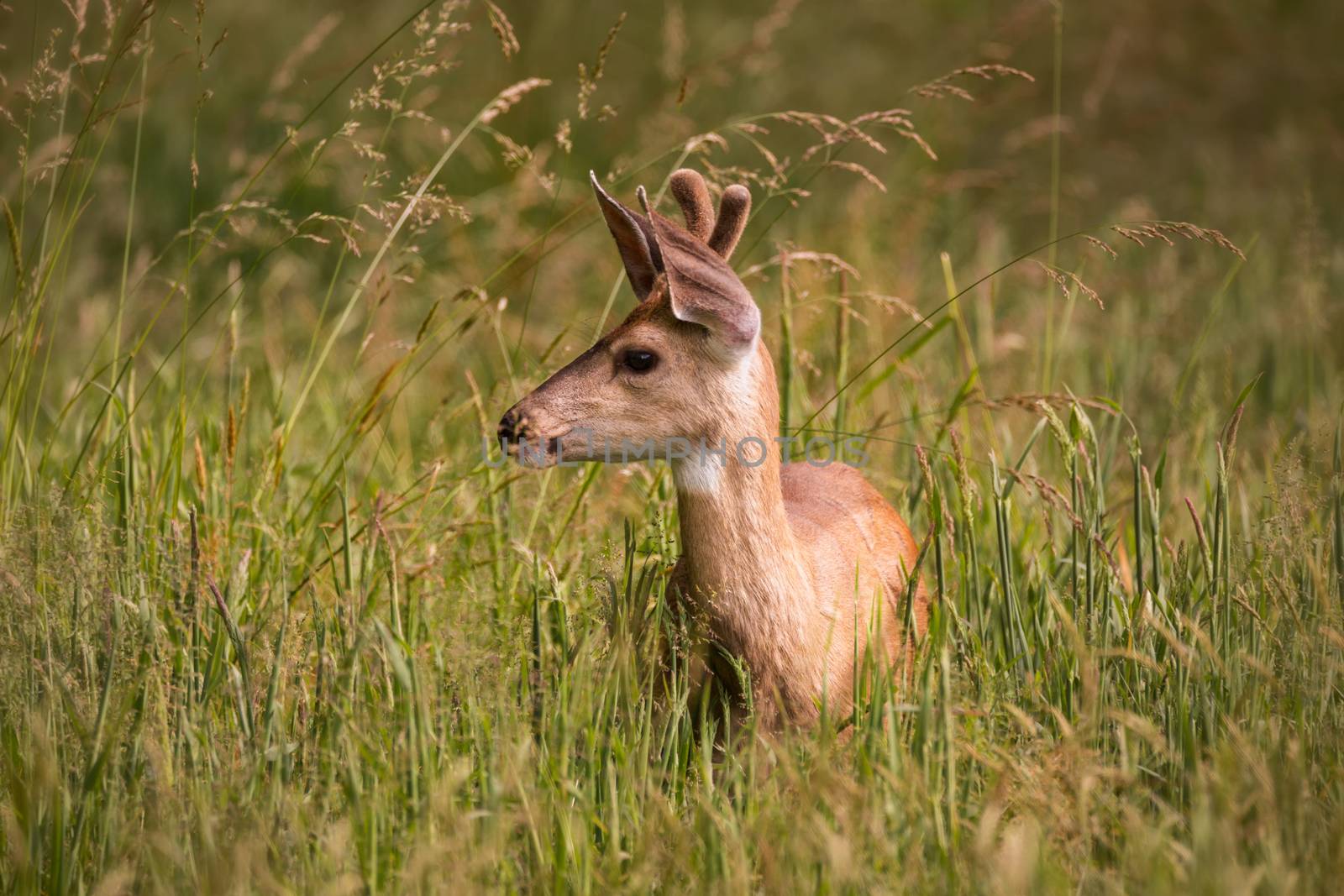Single Juvenile Deer Standing in Tall Grass