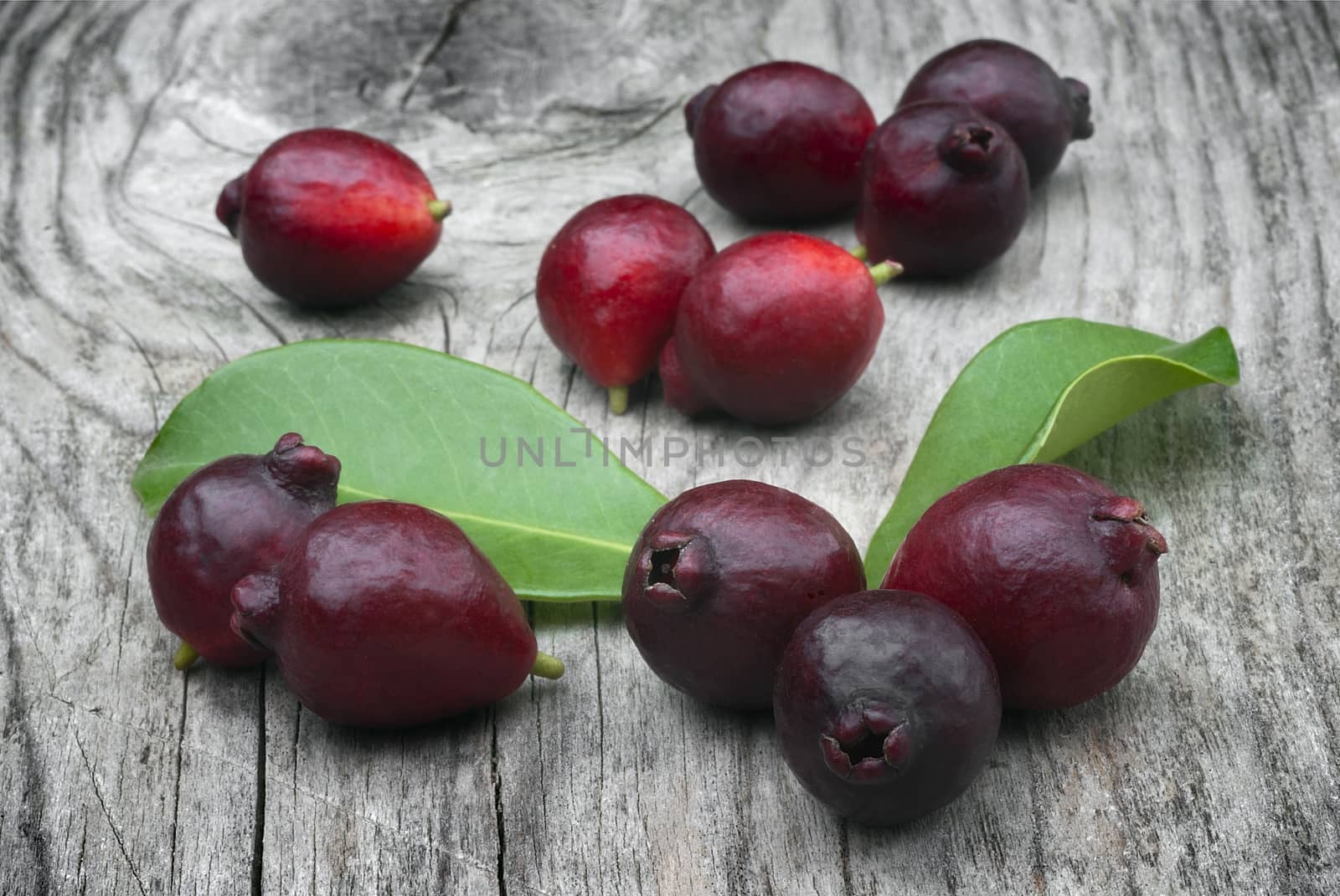 Fruit of Cattley guava or Peruvian guava (Psidium littorale susp by vainillaychile