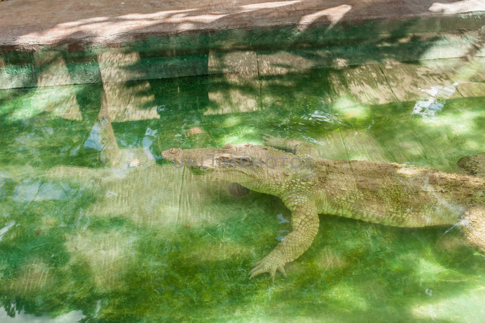 Albino Crocodile sleeping in water at zoo. Albino,Crocodile
