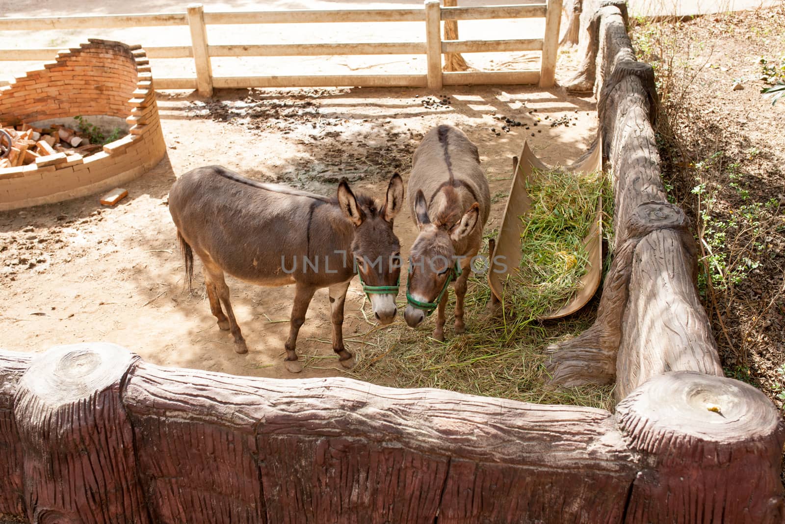 Cute donkey on the farm. donkey,donkeys,animal by nopparats