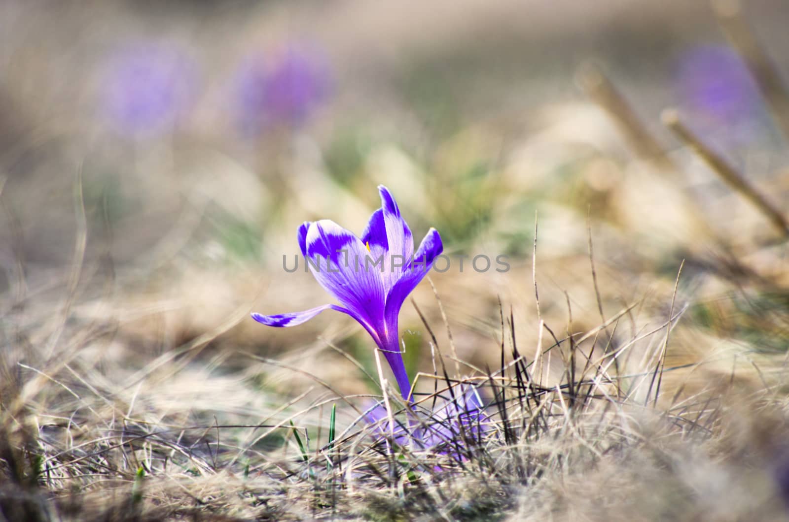 Spring crocus flowers on green natural background. Selective focus