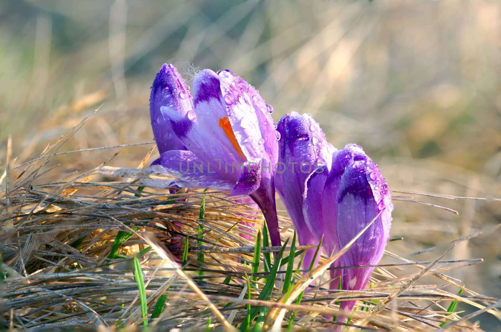 Spring crocus flowers on green natural background. Selective focus