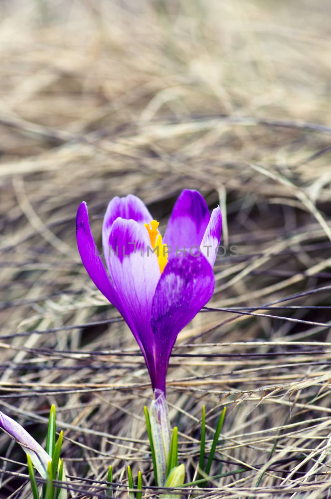 Spring crocus flowers on green natural background. Selective focus