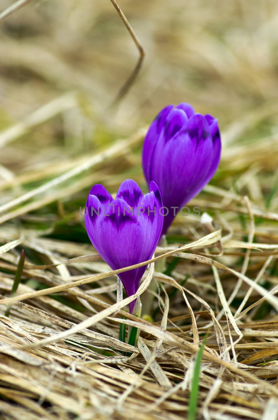 Spring crocus flowers on green natural background. Selective focus