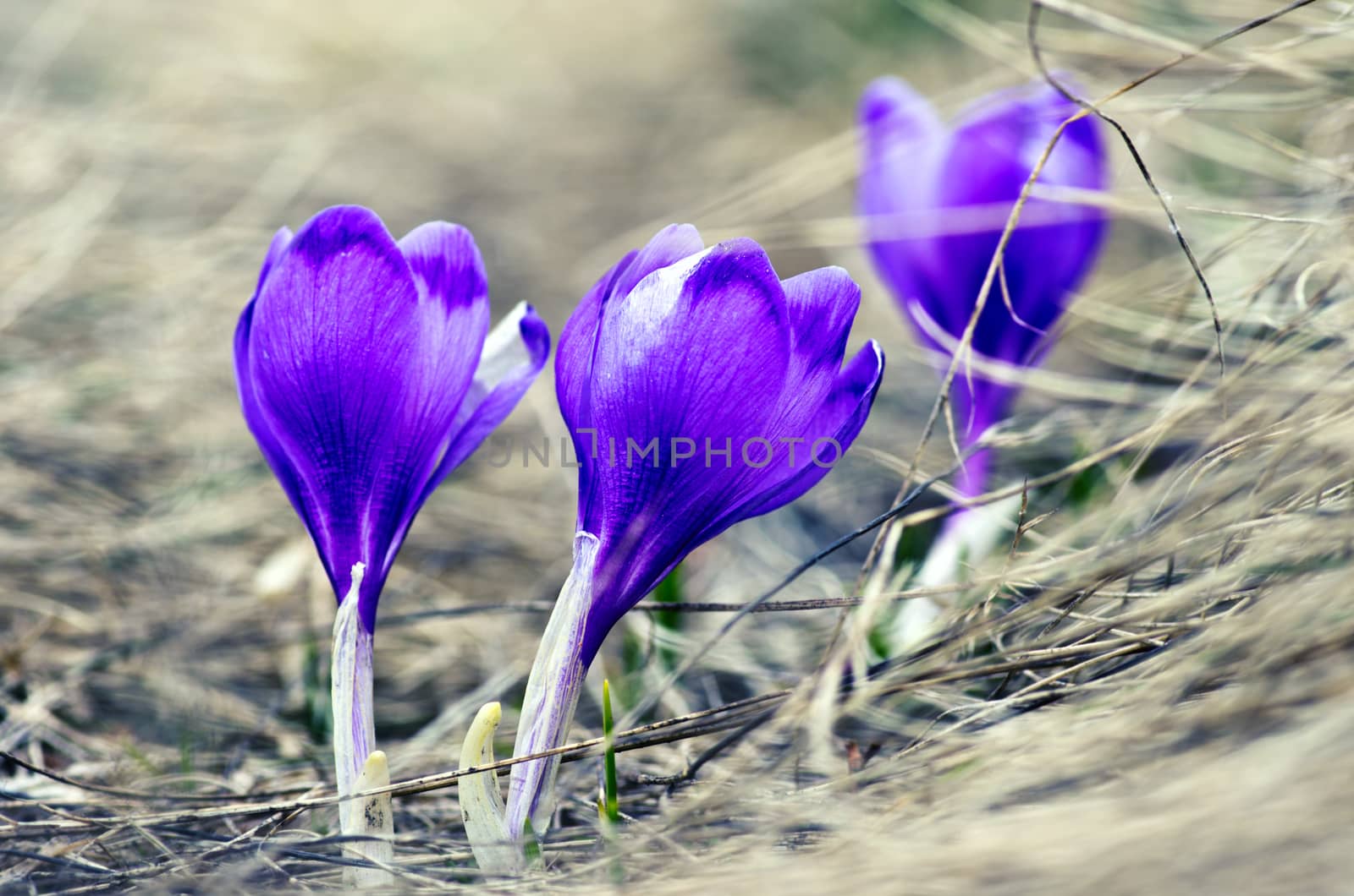 Spring crocus flowers on green natural background. Selective focus