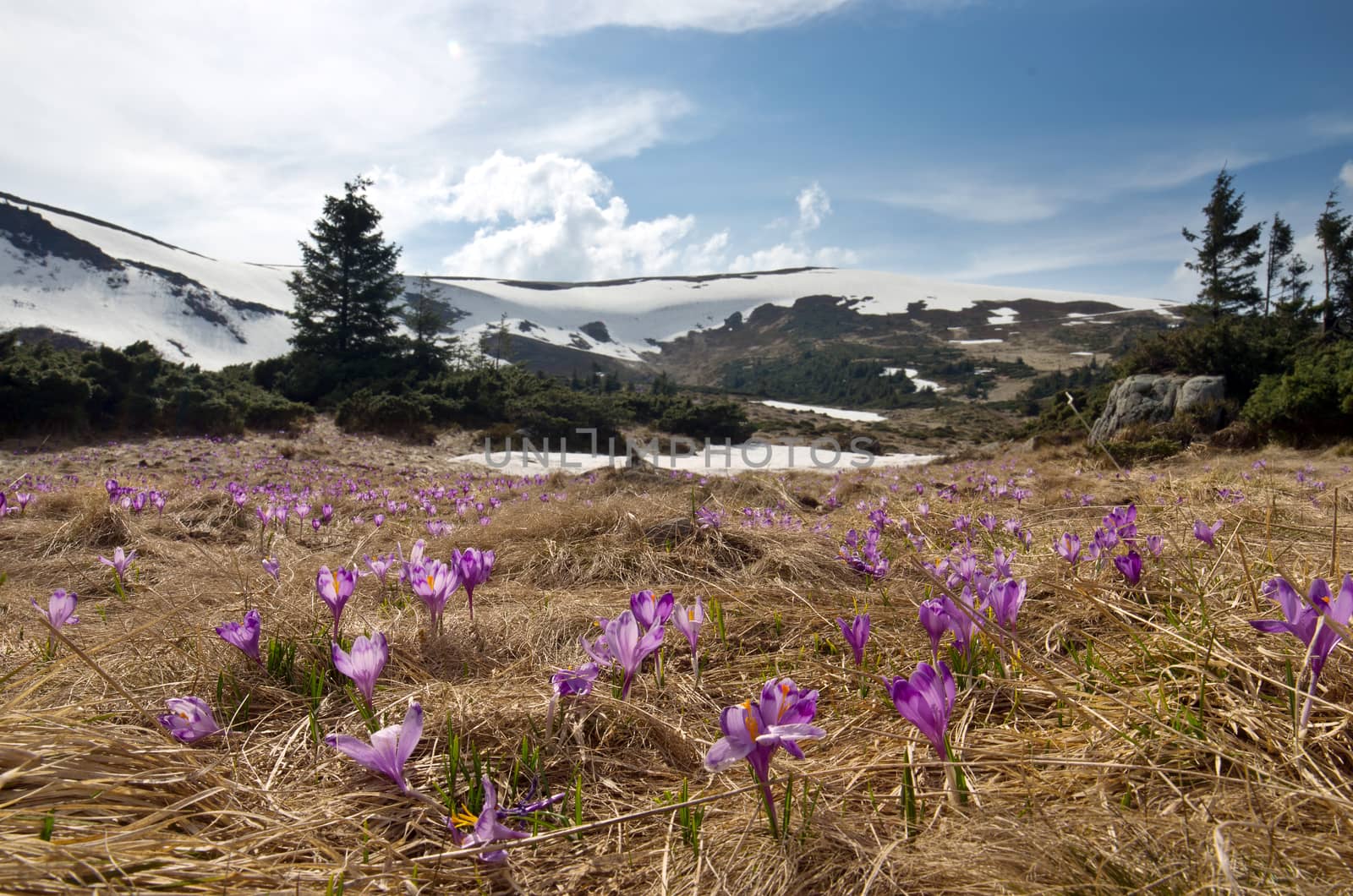 Spring crocus flowers on green natural background. Selective focus