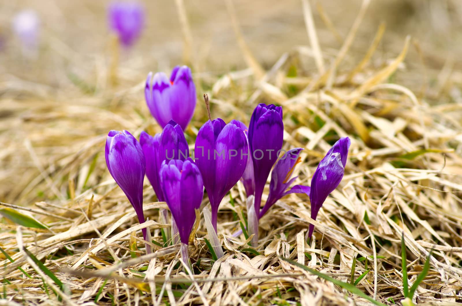 Spring crocus flowers on green natural background. Selective foc by dolnikow