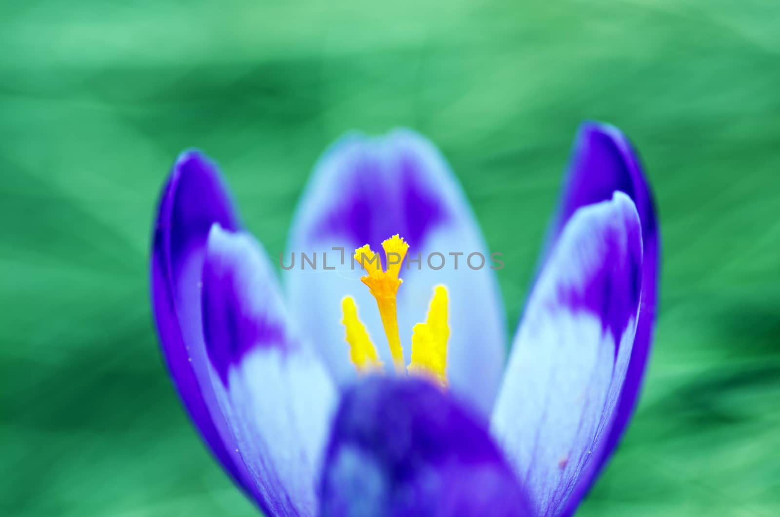 Spring crocus flowers on green natural background. Selective focus