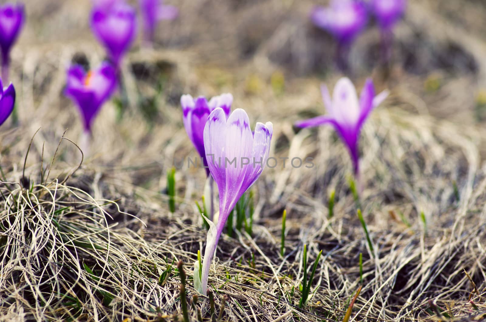 Spring crocus flowers on green natural background. Selective foc by dolnikow