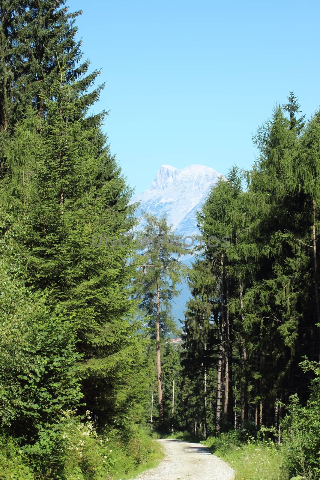 Walking path through forest in the Alps