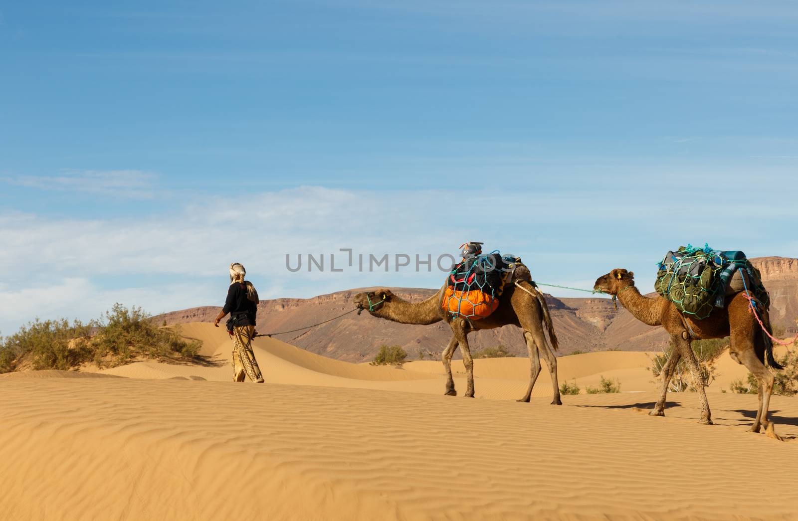 bereber leads camels through the desert, Morocco by Mieszko9