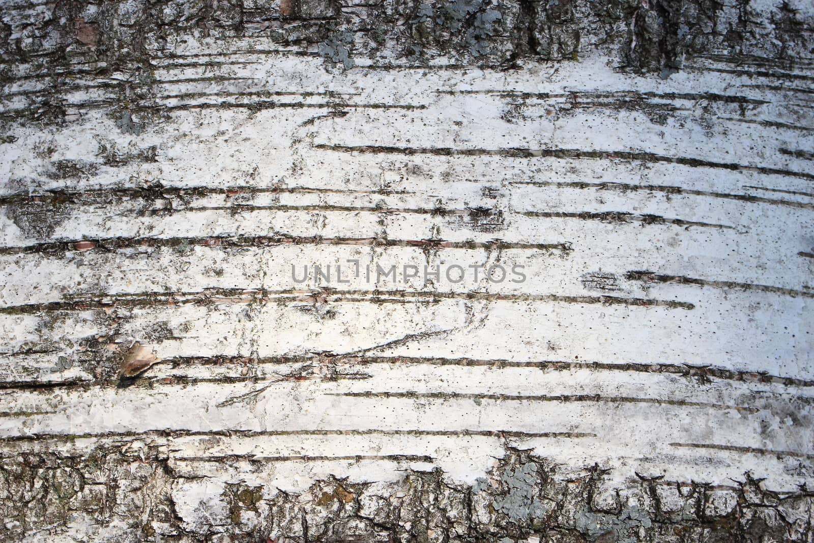 Closeup on old aged birch bark