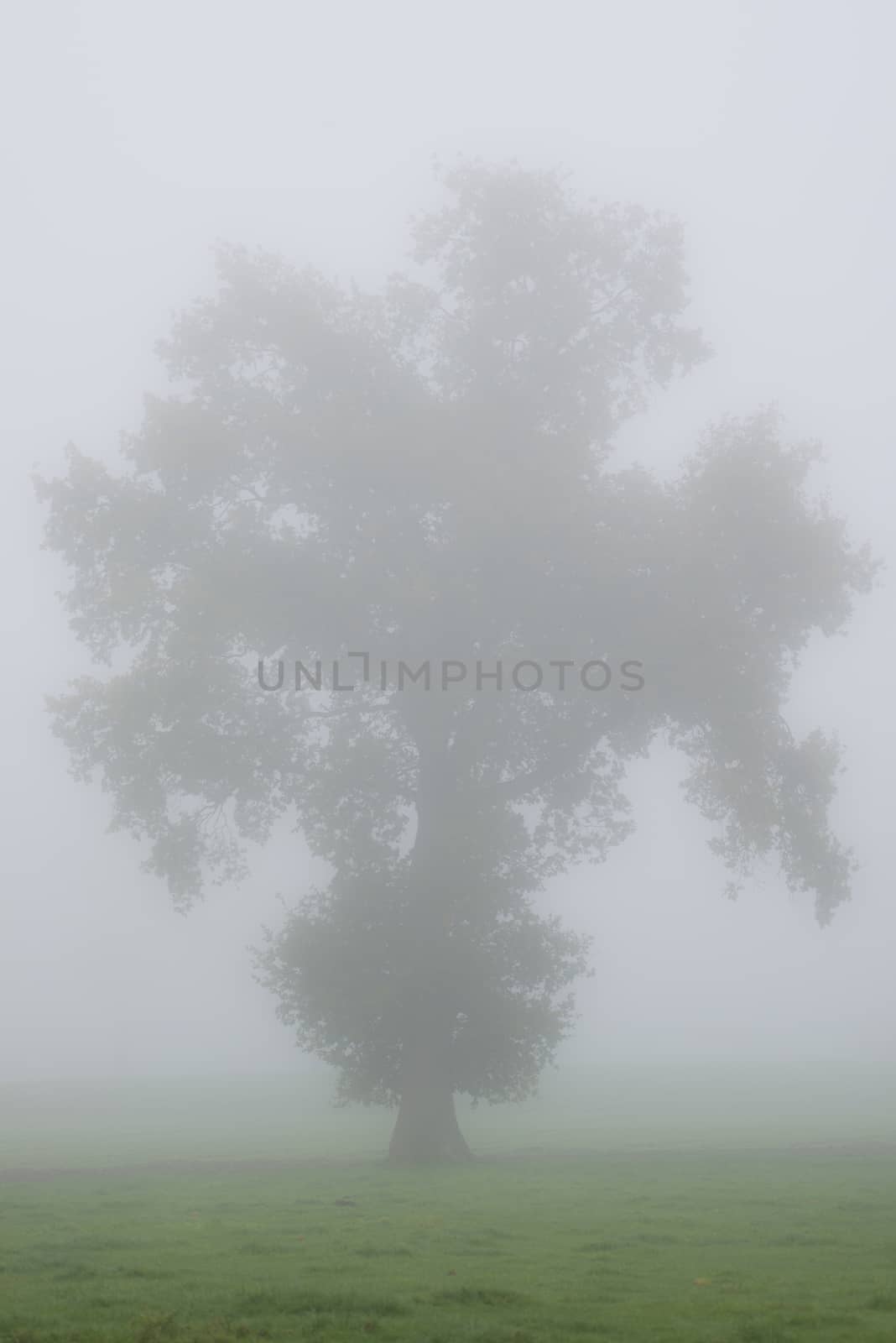 Tree contour in the morning mist in a meadow
