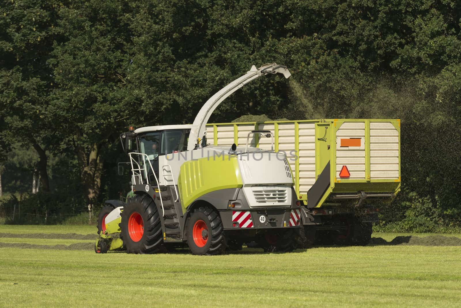 forage harvester and transport of grass with tractor and a loader wagon in the summer