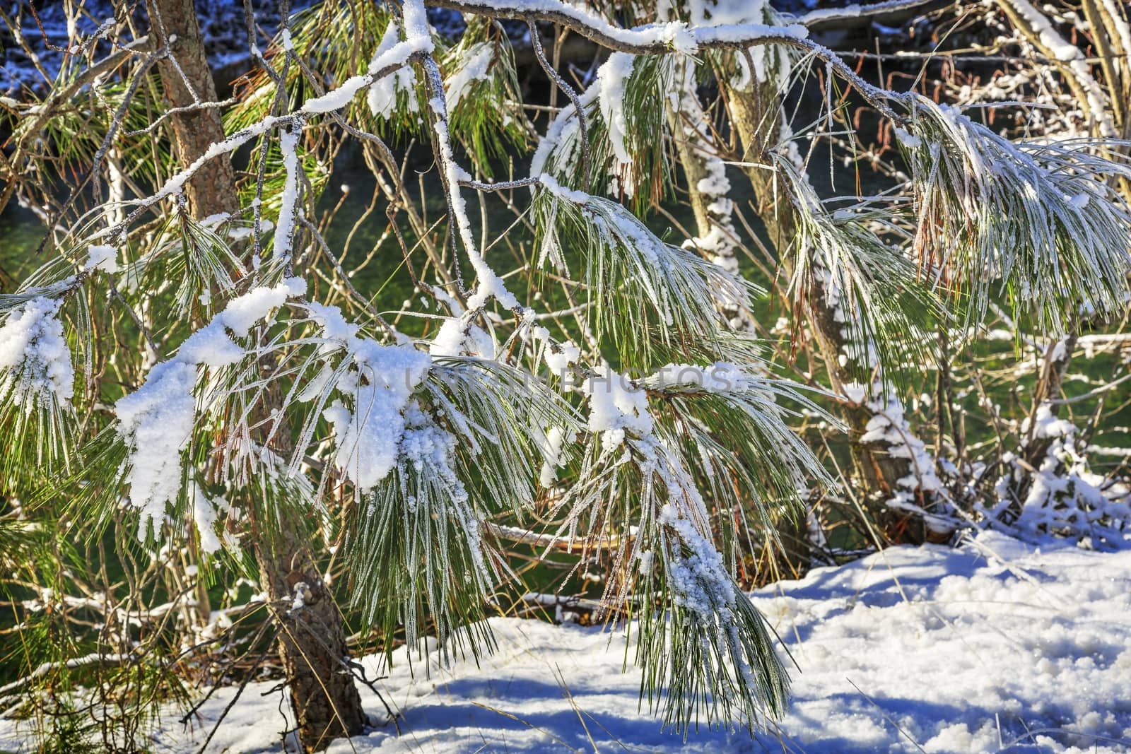 Snowy Fur Trees Winter Leaves Snow Ice  Wenatchee River by bill_perry