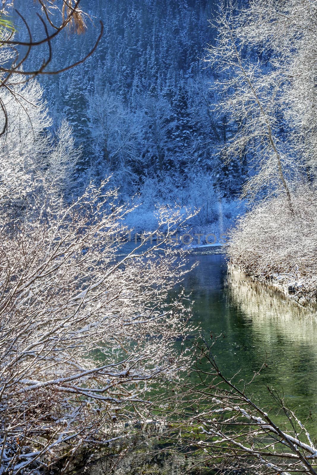 Winter Leaves Snow Ice  Wenatchee River Valley Leavenworth Washi by bill_perry