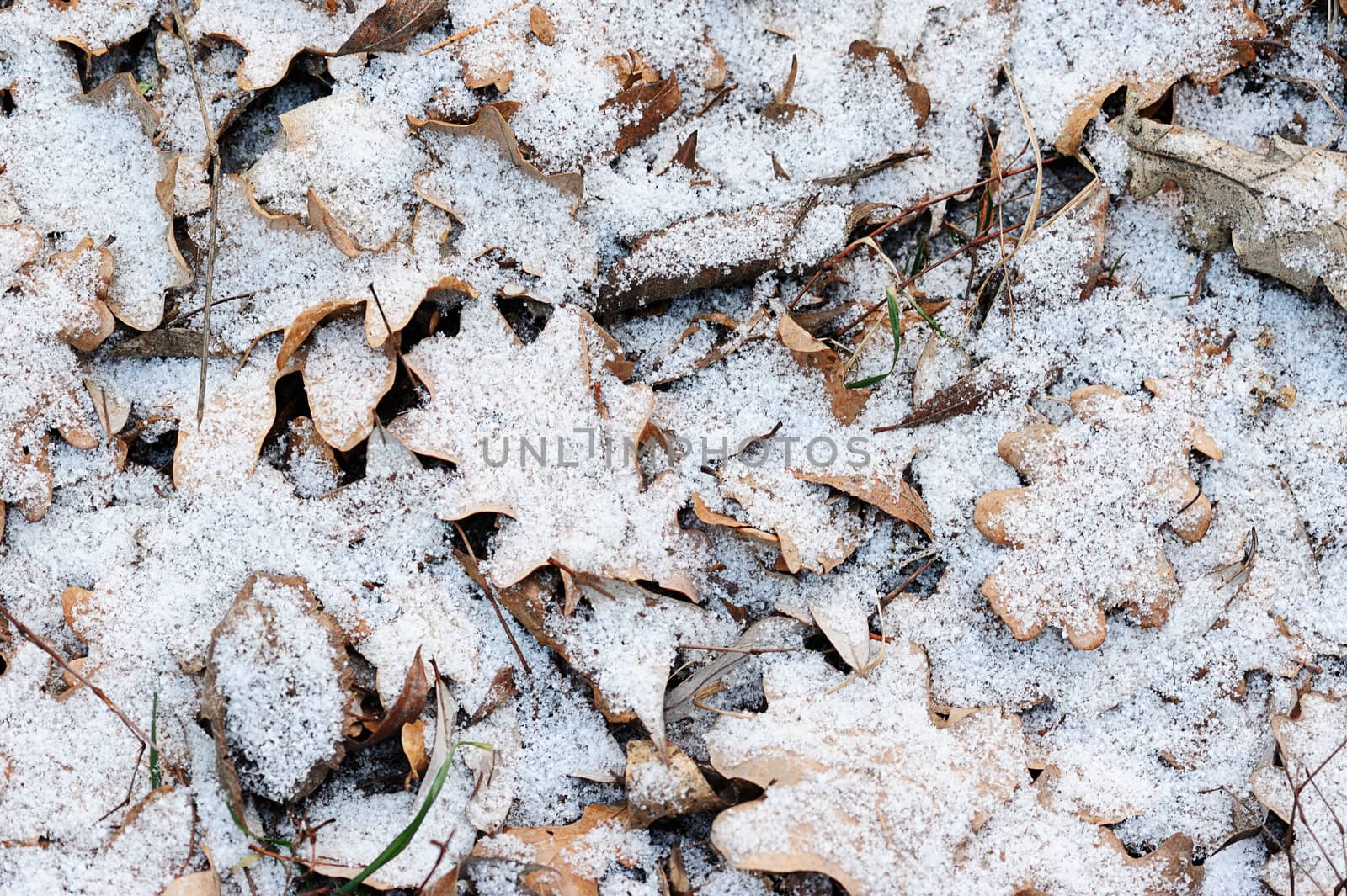 Oak leafs under snow in winter