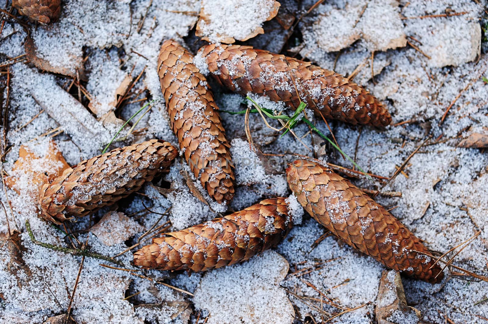 pinecone on ground between snow in winter