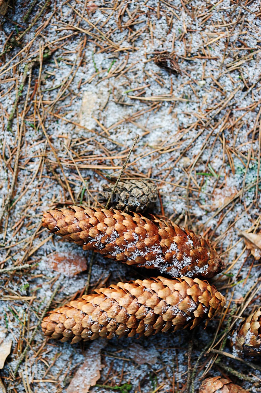 cone from pine on snow ground in winter