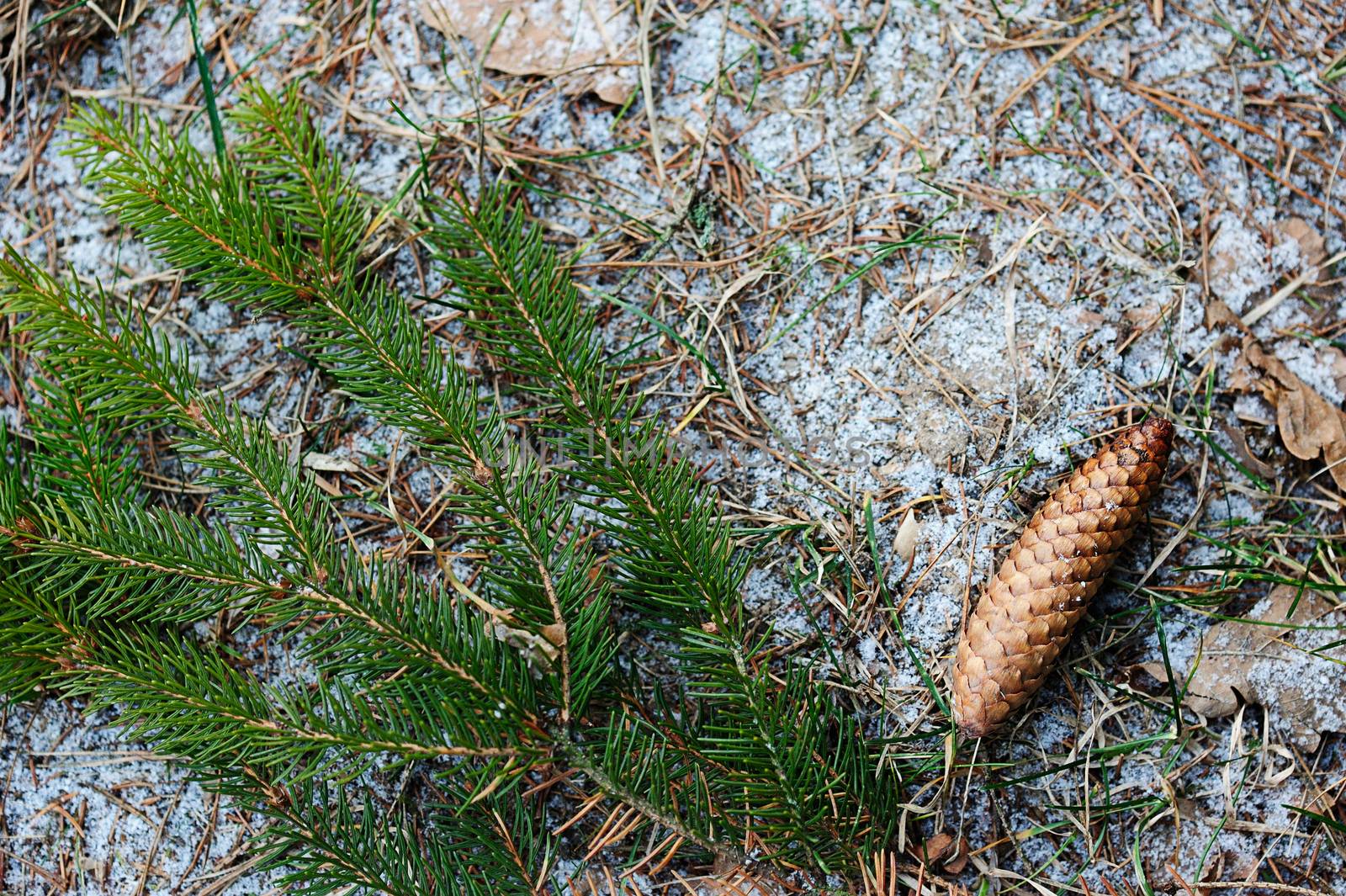 Cone and branch of pine on ground with snow in winter