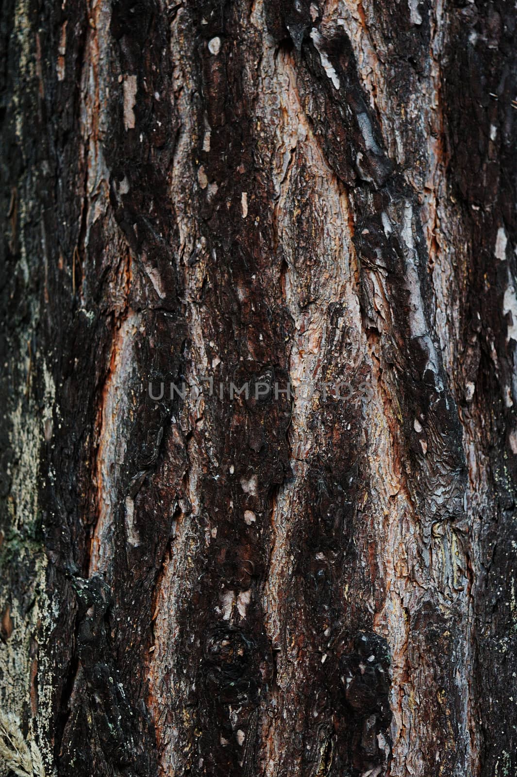 Macro of brown wood texture in winter