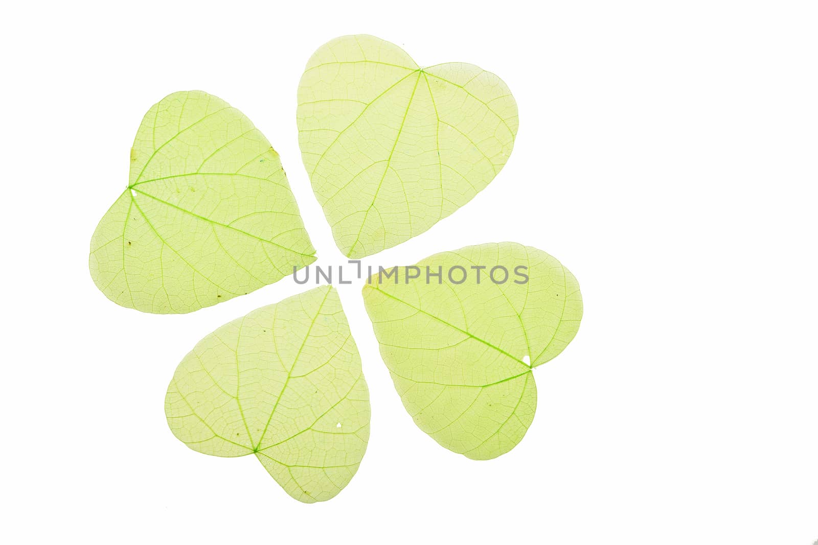 Group of four green heart shaped dried skeleton leaves decoration isolated on white background