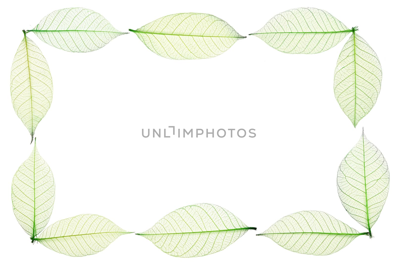 Border frame of green dried skeleton leaves decoration isolated on white background
