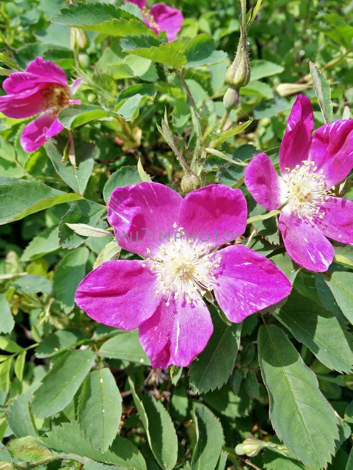 Purple flower in norway