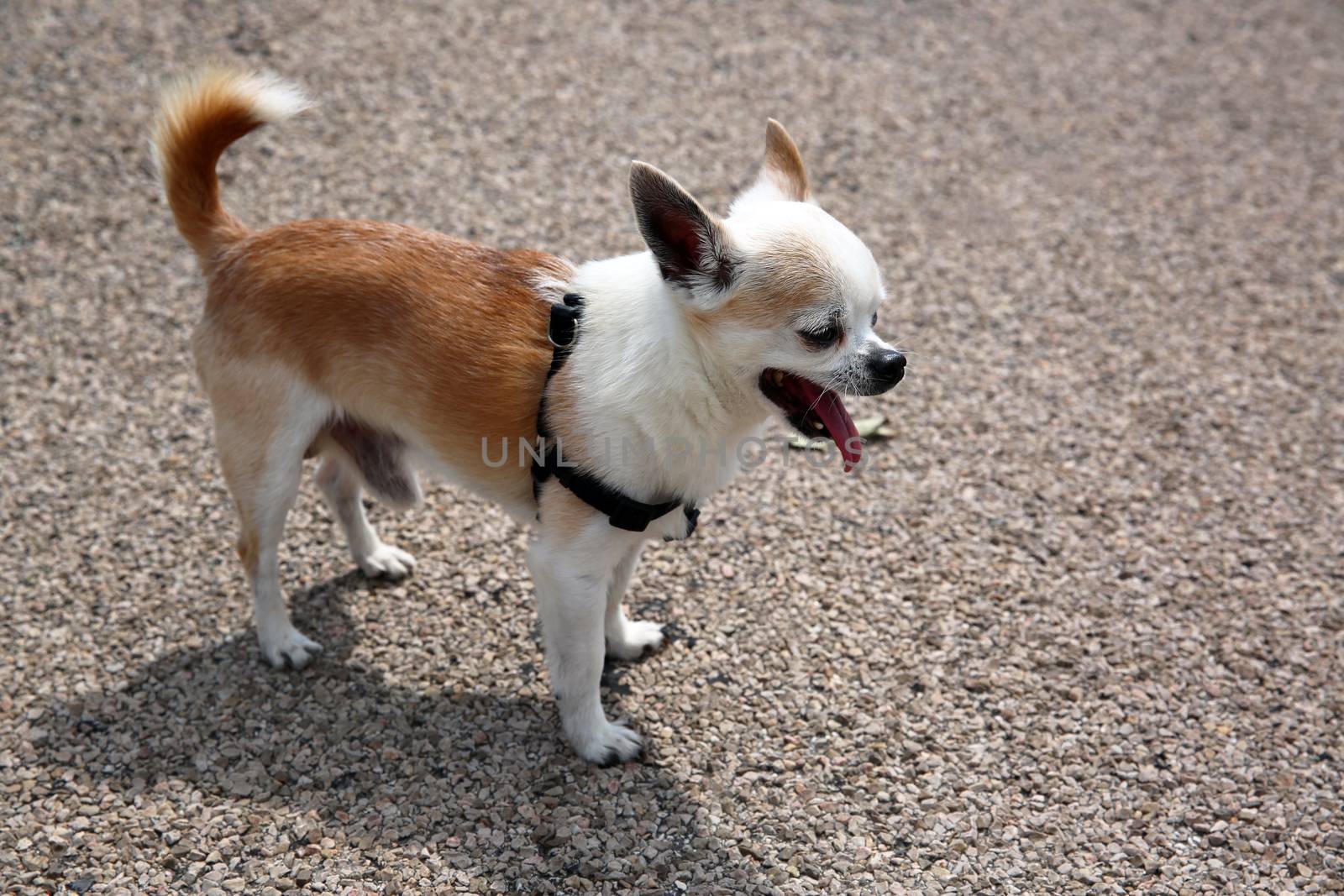 Yawning Chihuahua by bensib