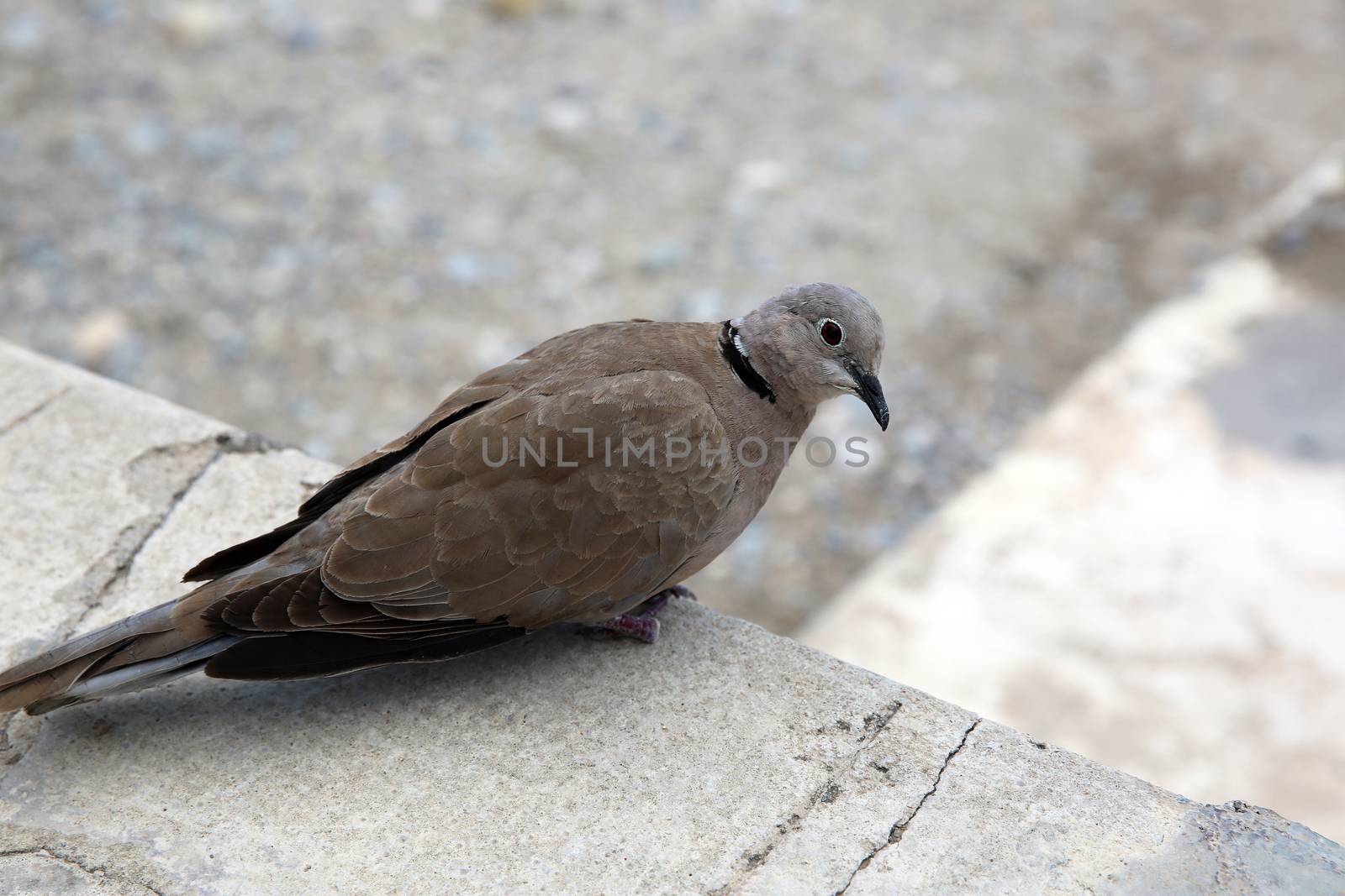 Ring-Necked Dove (Streptopelia capicola), also known as the Cape Turtle Dove or half-collared Dove