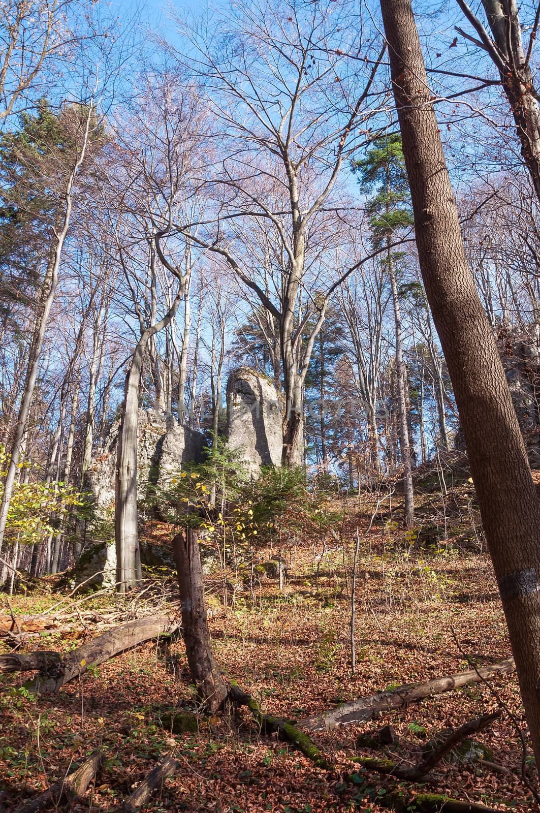 Autumn forest in Ojcow National Park by mkos83