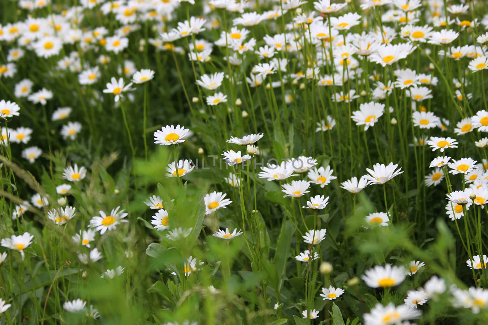 White daisies in summer on a green flowerbed