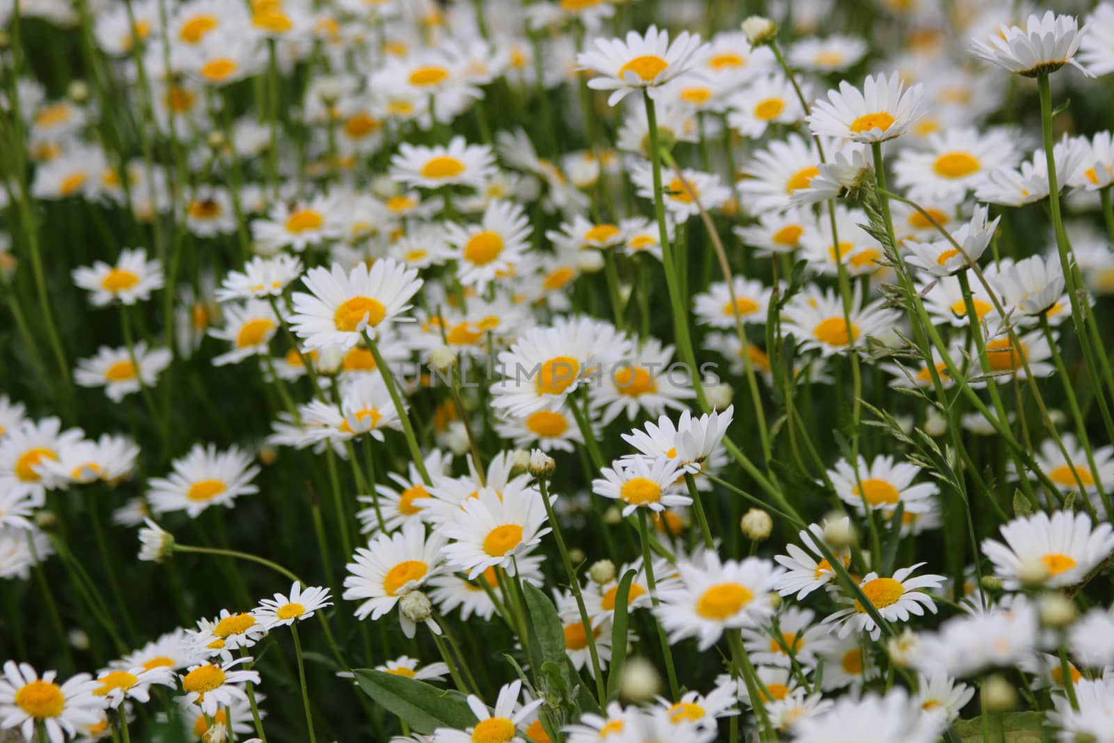 White daisies in summer on a green flowerbed