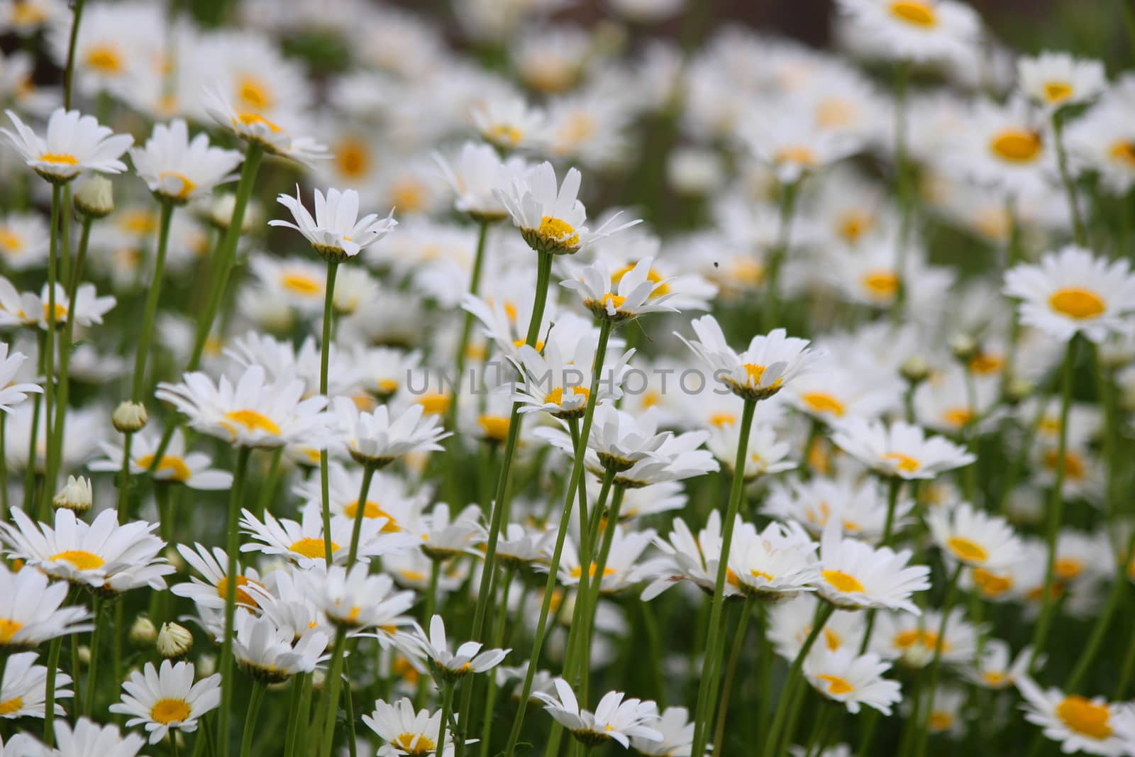 White daisies in summer on a green flowerbed