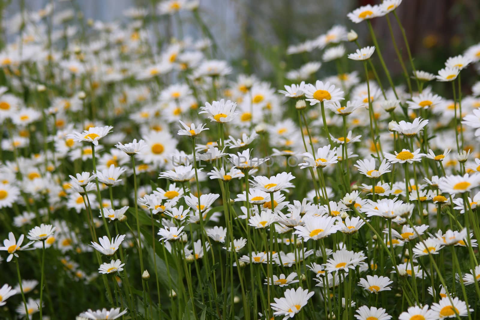 White daisies in summer on a green flowerbed