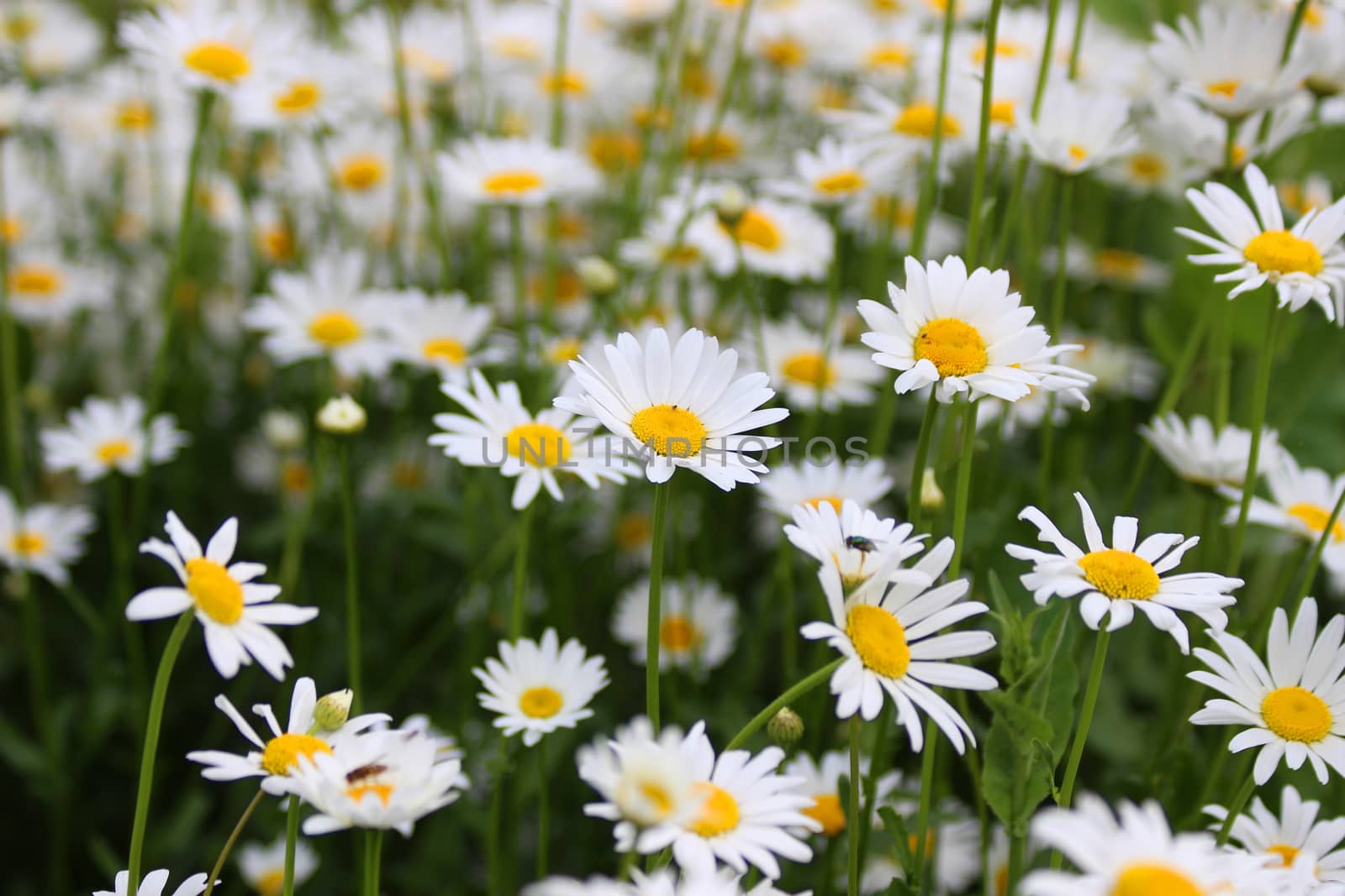 White daisies in summer on a green flowerbed