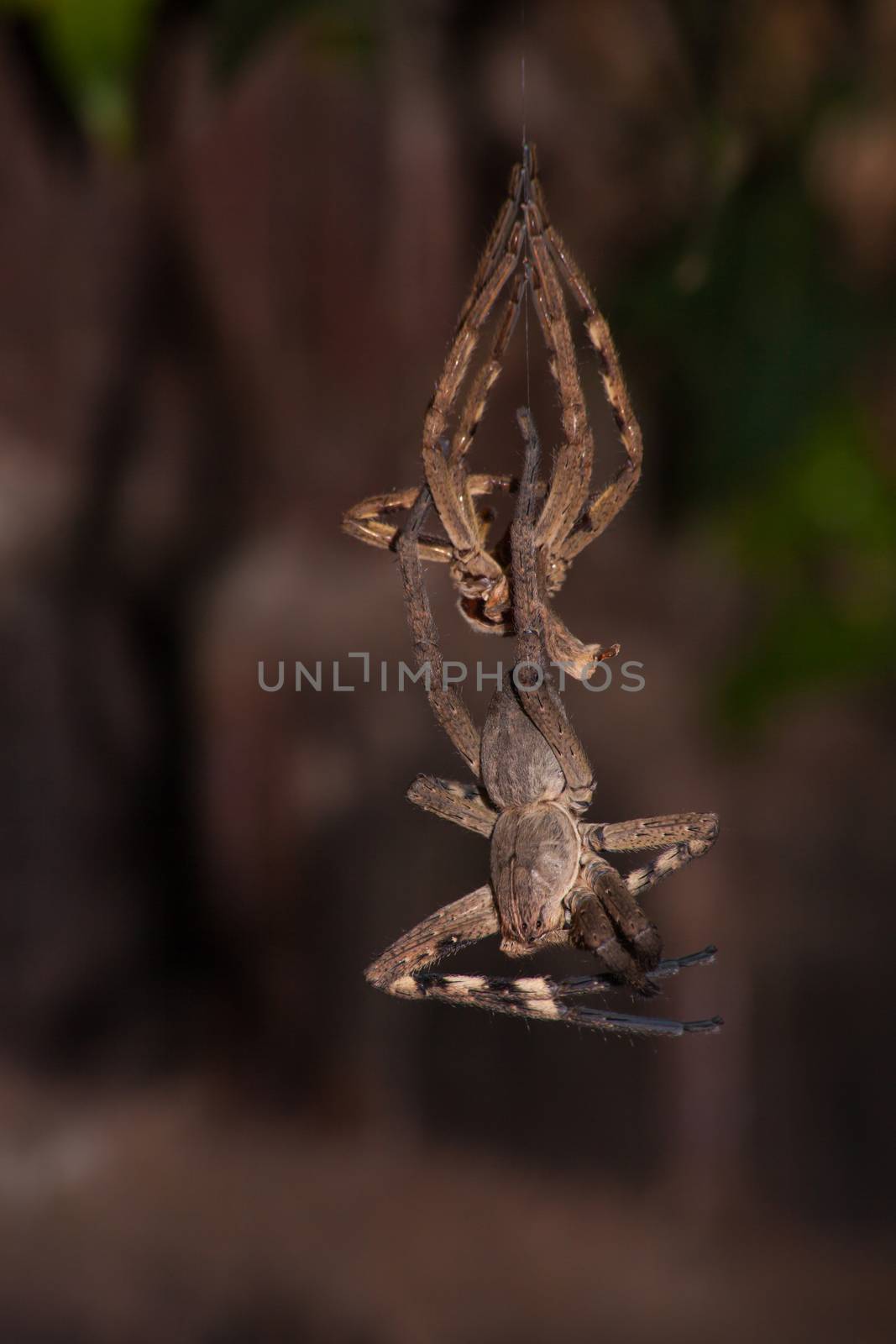 Rain Spider (Palystes superciliosus) in the process of moulting