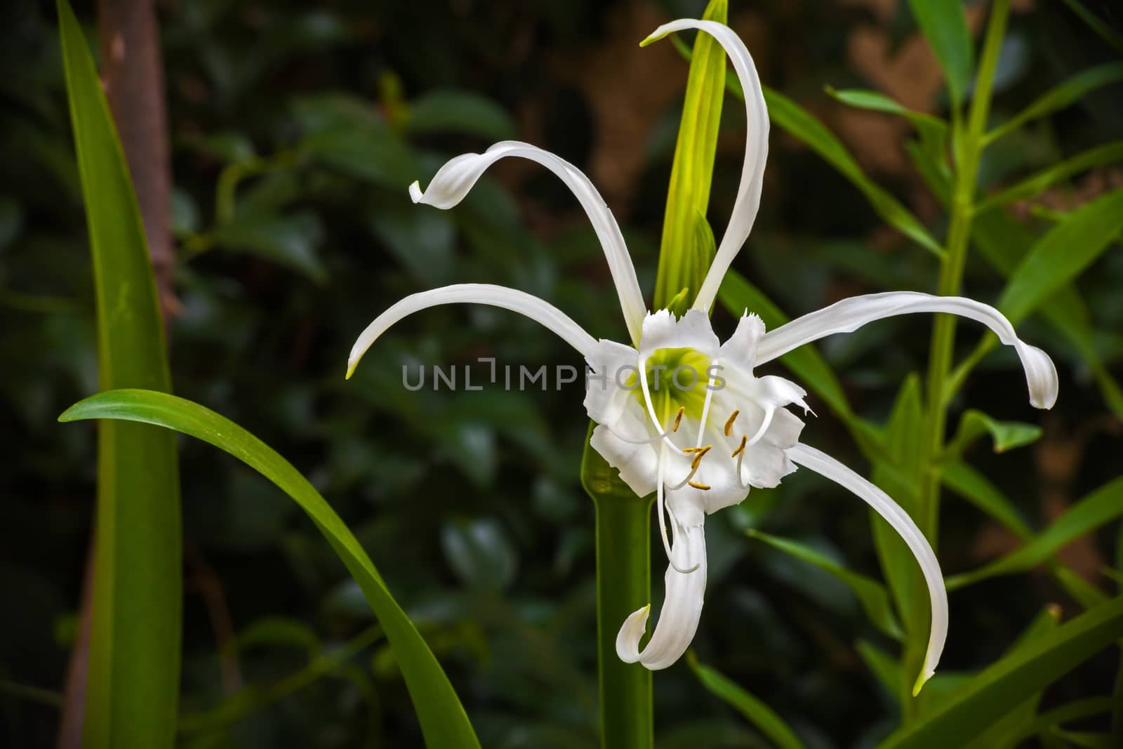White Spider Lilly 2825 by kobus_peche