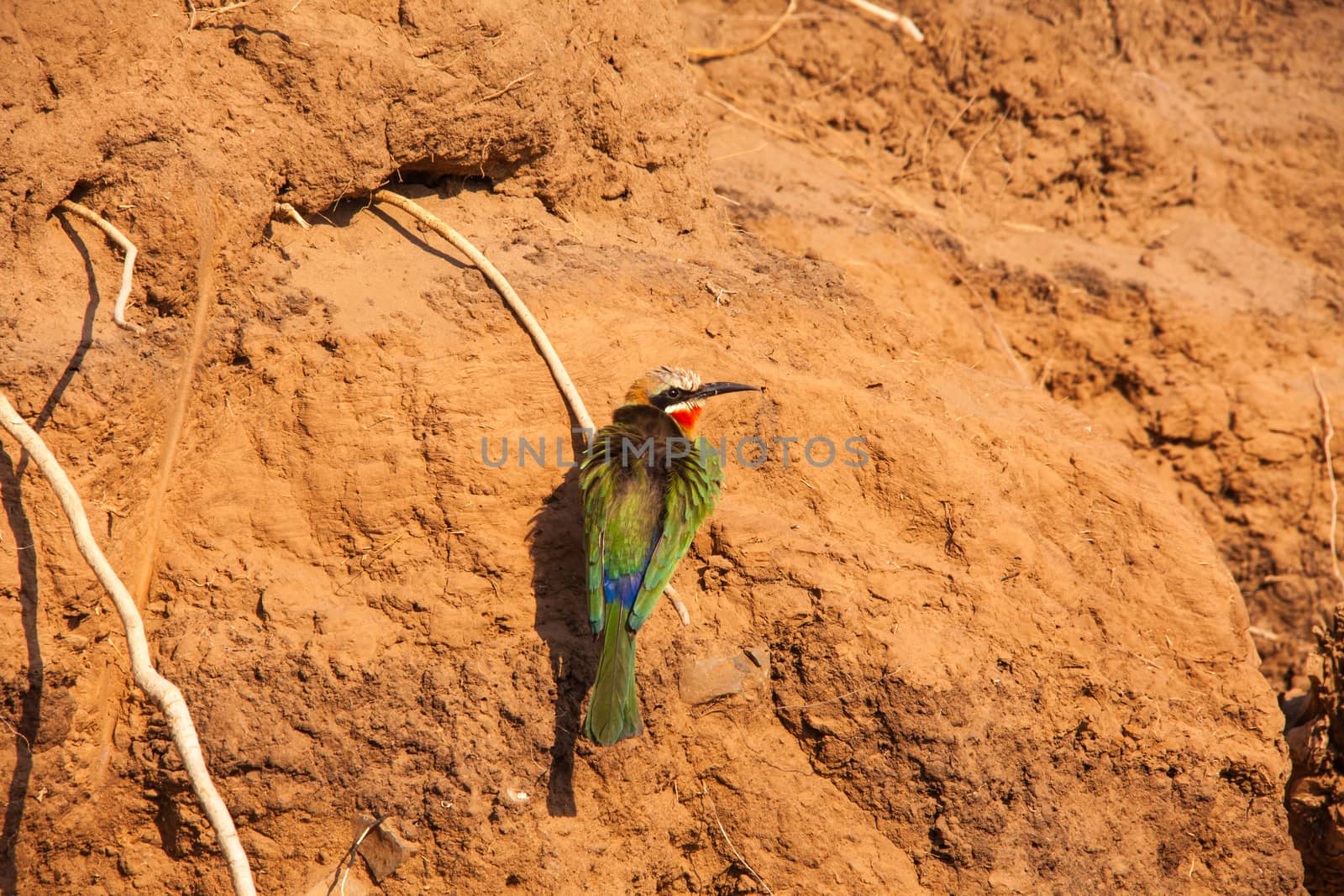 White-fronted Bee-eater, Merops bullockoides, photographed in Kruger National Park.