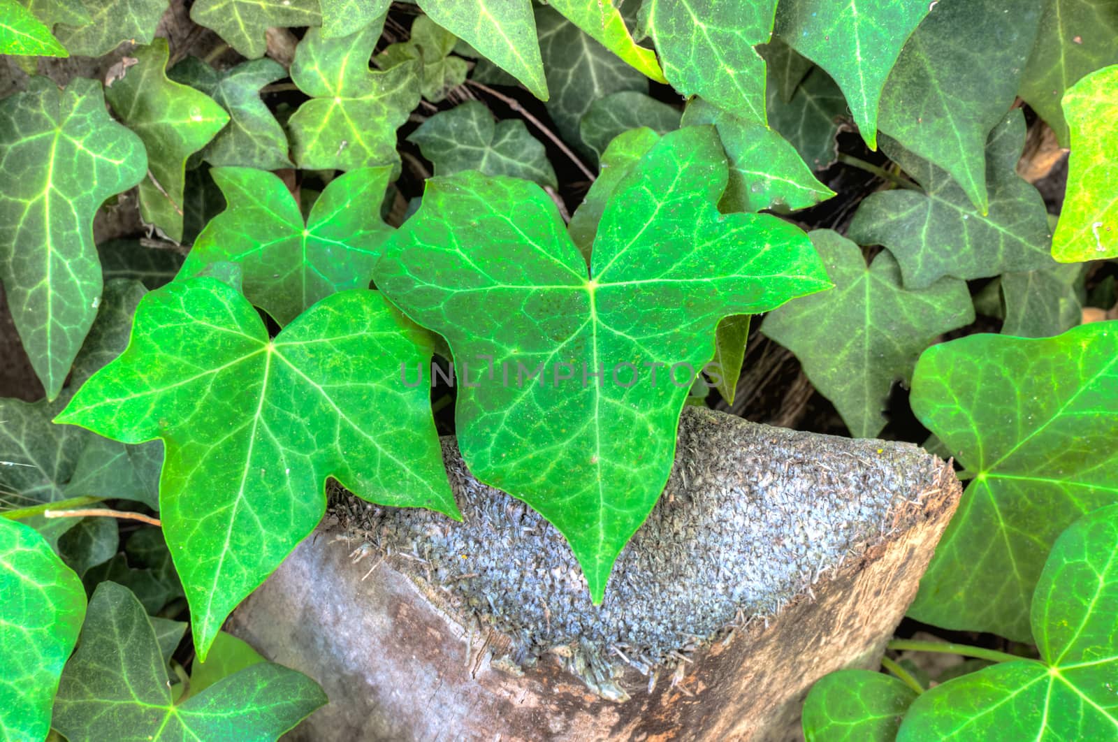 Closeup of ivy leaf in a garden in sunny day of summer in hdr