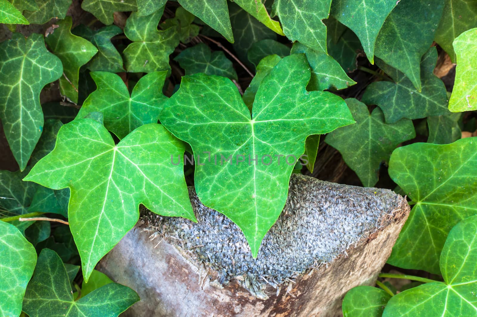 Closeup of ivy leaf in a garden in sunny day of summer