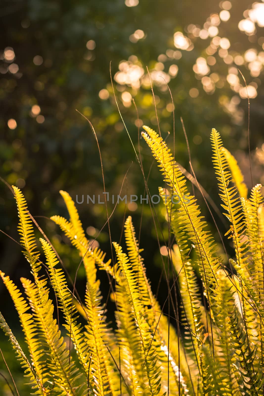 Fern leaf at sunset in a sunny day