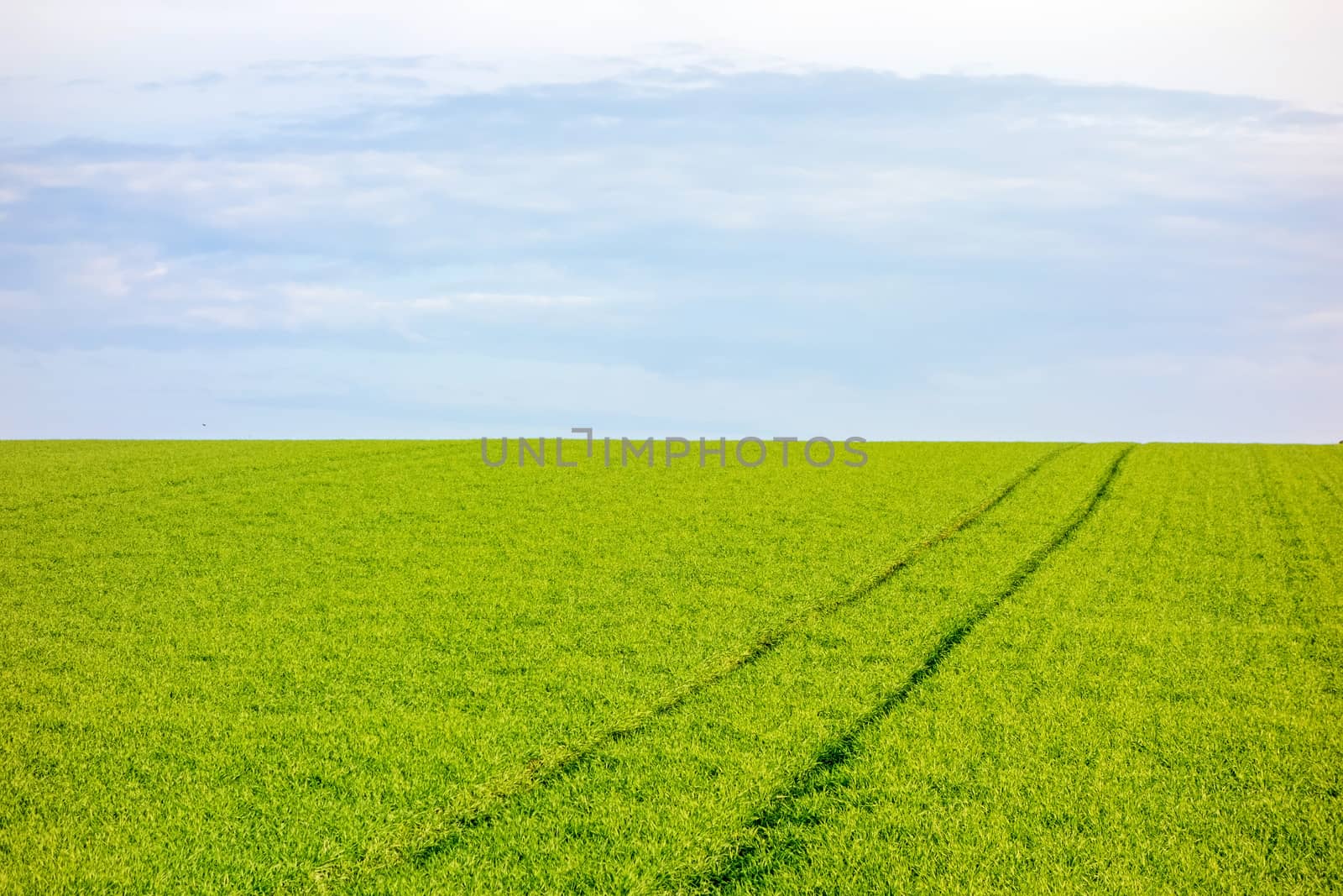 Farmland - green meadow, blue sky - rural landscape