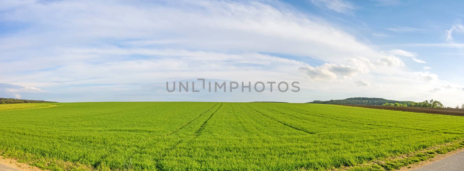 Farmland panorama - green wheat field, rural landscape