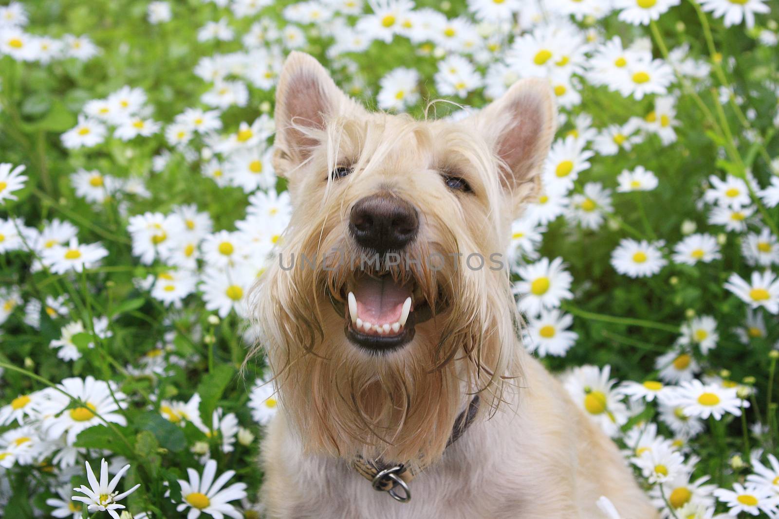 Smiling Wheaten Scottish Terrier portrait in chamomile flowers i by cococinema