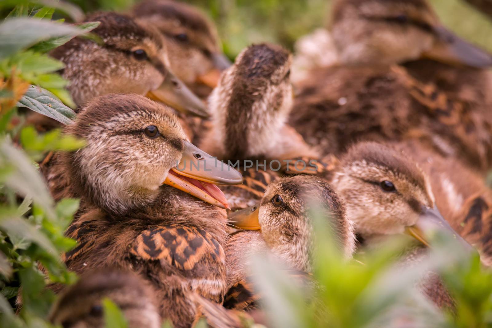 Several Ducklings Huddled Together With One Smiling