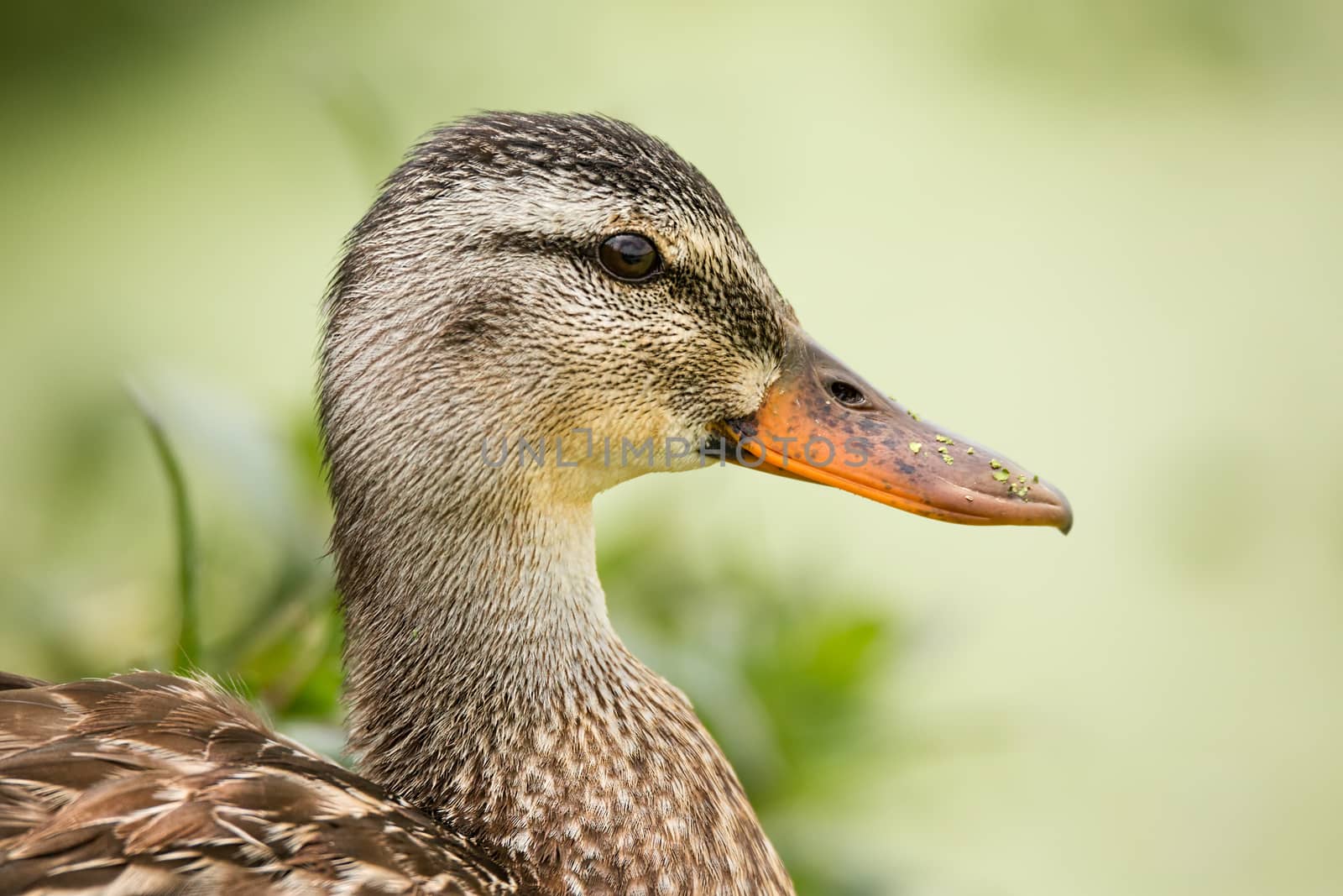 Female Duck Profile With Green Plantlife in the Background, Color Image, Day