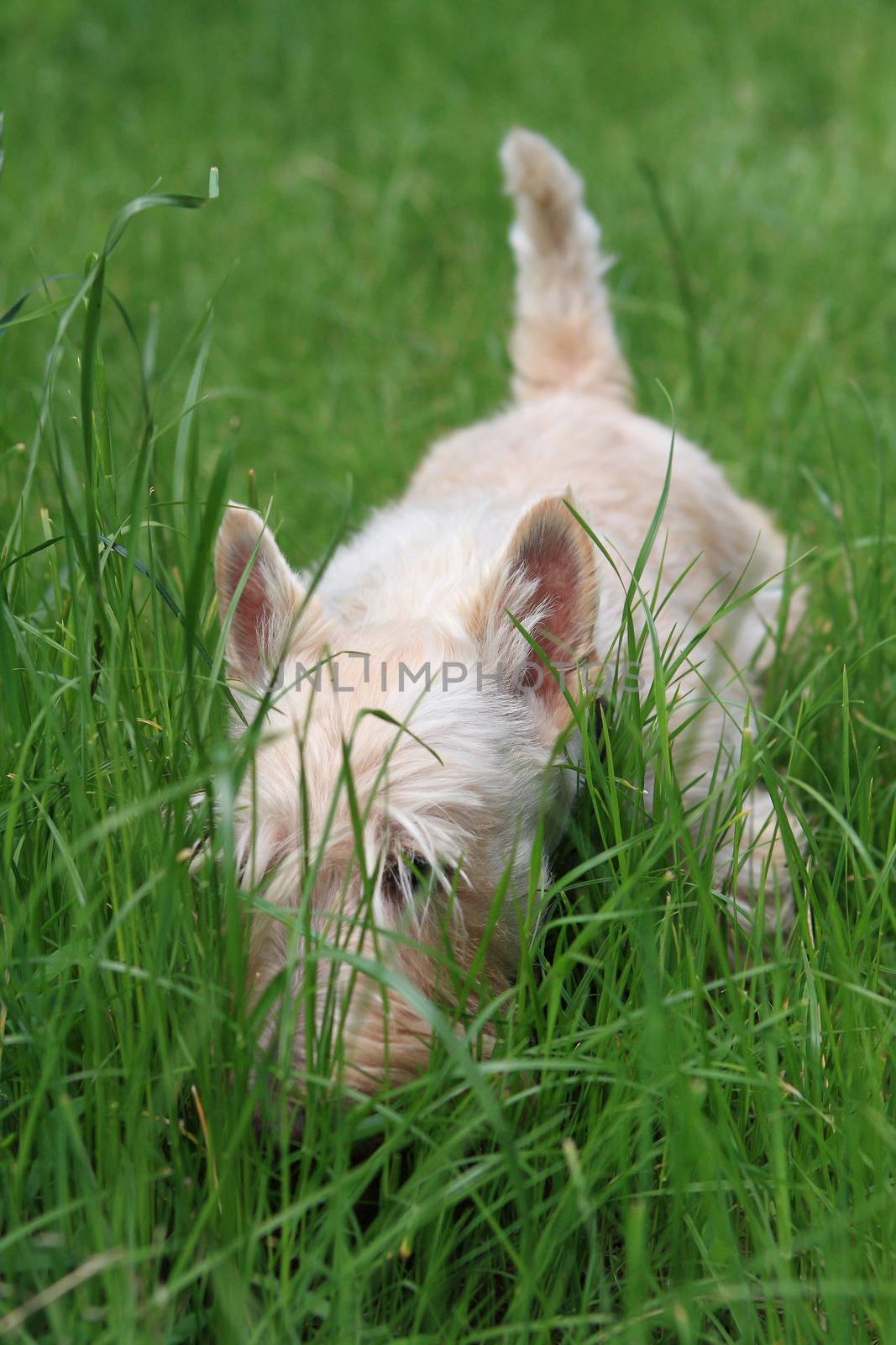Wheaten Scottish Terrier walks in green grass