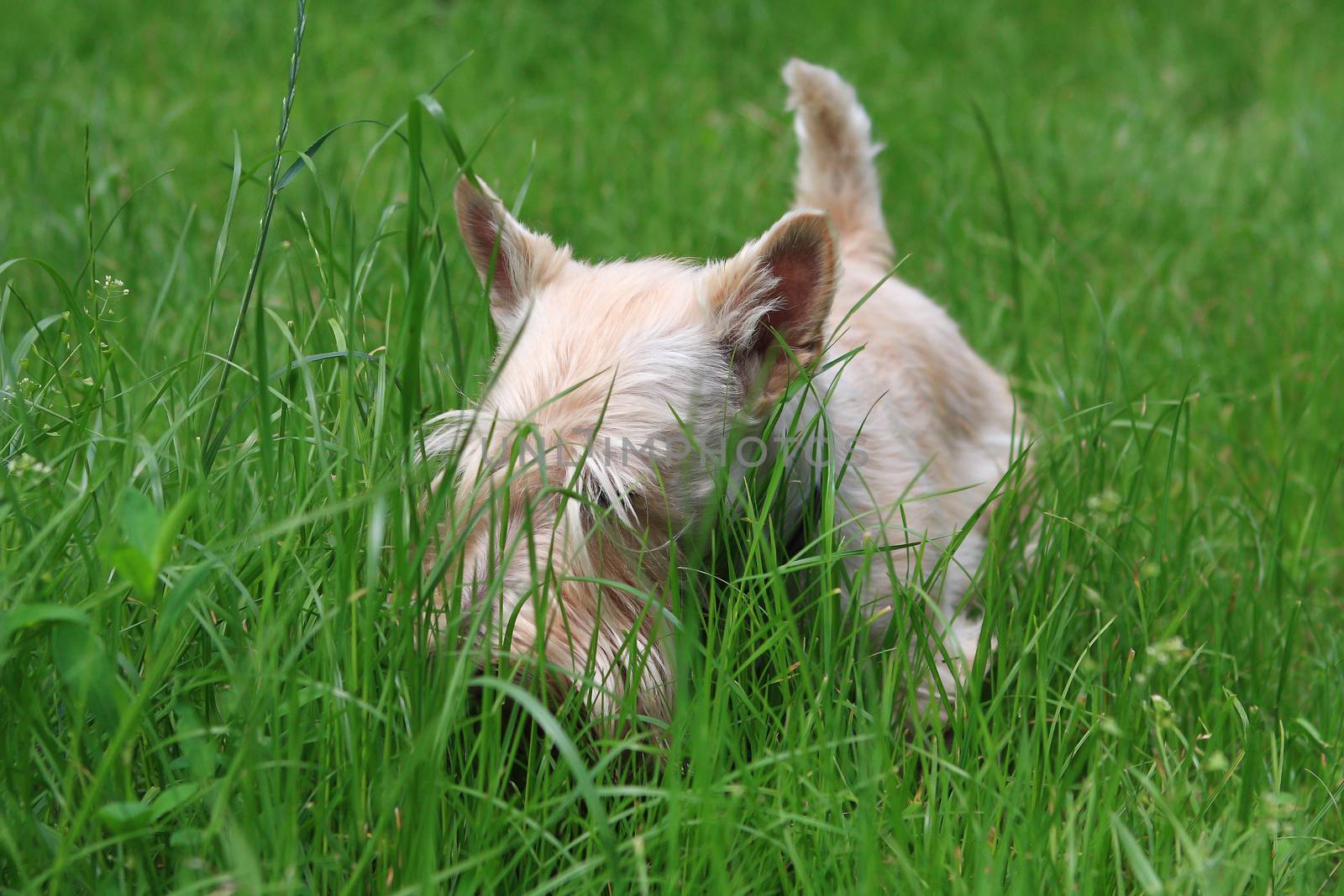 Wheaten Scottish Terrier walks in the garden
